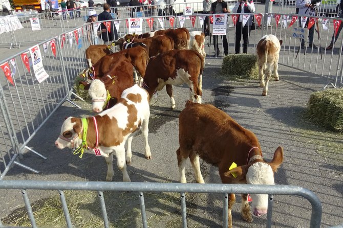 Malatya'da "En Güzel Buzağı" yarışması düzenlendi