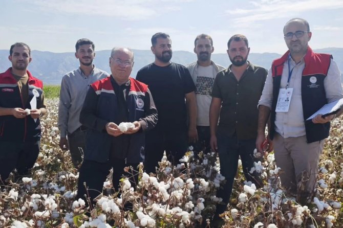 Silopi'de pamuk hasadı başladı