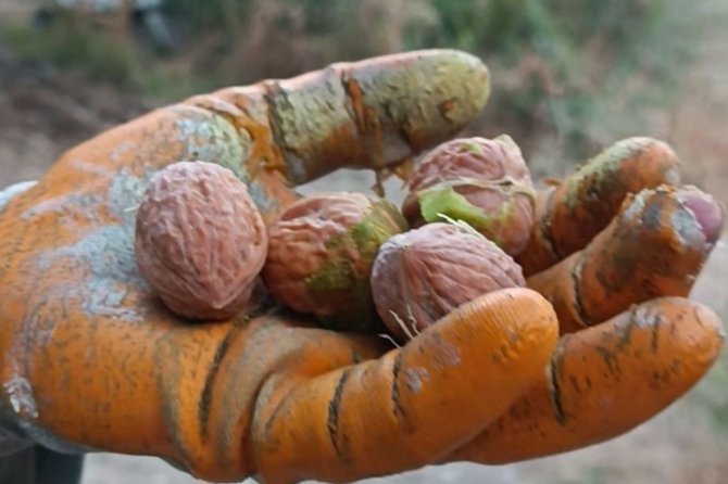 Kayısıya alternatif olarak yetiştirilen cevizde hasat zamanı