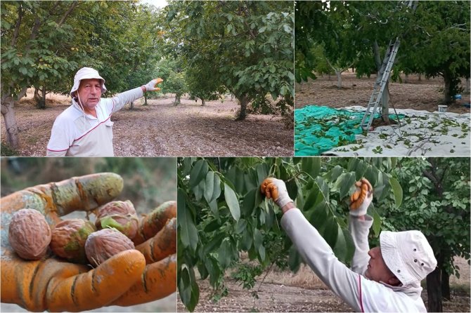 Kayısıya alternatif olarak yetiştirilen cevizde hasat zamanı
