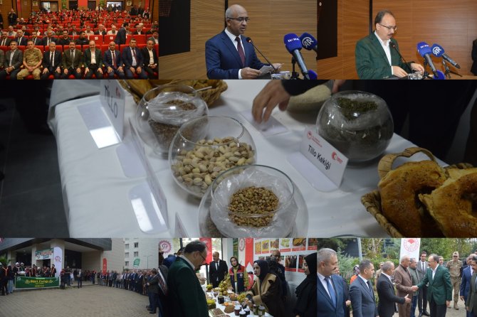 Siirt fıstığında yeni hedef: Üretim 50 bin tona çıkarılacak