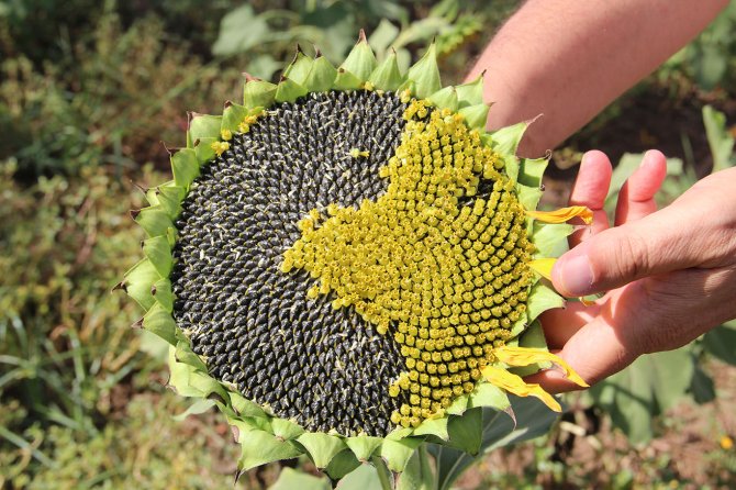 Batman'da mısıra alternatif olarak yağlık ayçiçeği üretimi yaygınlaştırılmaya çalışılıyor