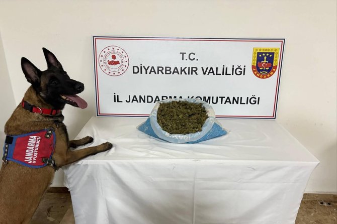 Uyuşturucu operasyonlarında binlerce kök kenevir ele geçirildi