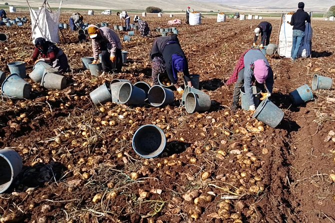 Tohumluk patatesler Türkiye'nin dört bir yanına gönderiliyor