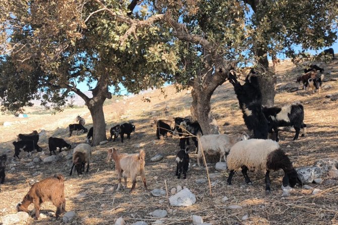 Şırnak'ta çobanlara sürü yönetimi eğitimi