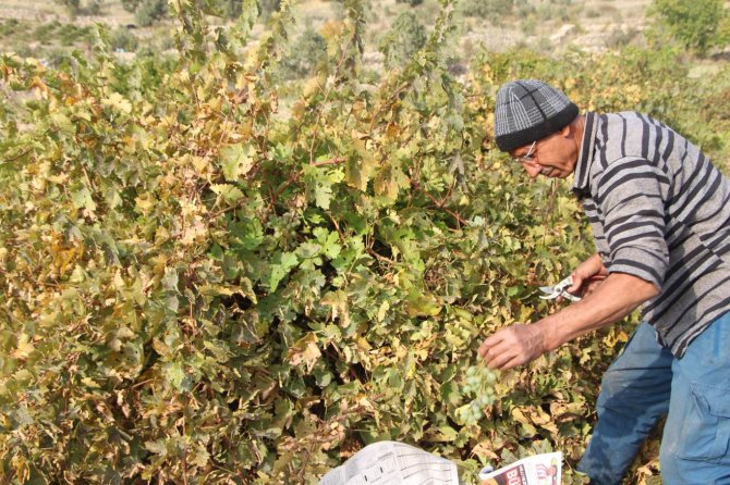 Mardin'de asırlık lezzet: Pekmez, pestil ve cevizli sucuk bereketi